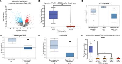 High Expression of PAMR1 Predicts Favorable Prognosis and Inhibits Proliferation, Invasion, and Migration in Cervical Cancer